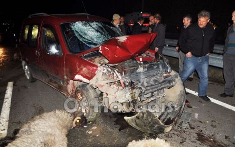 Of’ta Kaza; 17 koyun telef oldu, bir kişi yaralandı