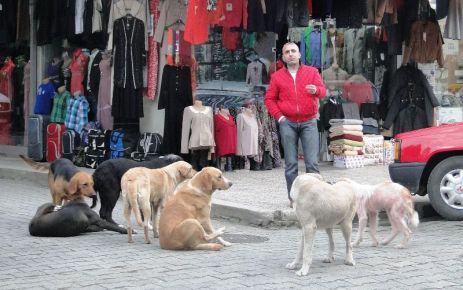 Sokak Köpekleri Of’u istila etti 