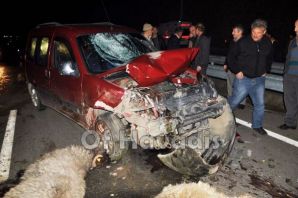 Of’ta Kaza; çoban yaralandı 17 koyun telef oldu