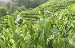 ÇAYKUR 203 bin ton yaş çay alımı gerçekleştirdi