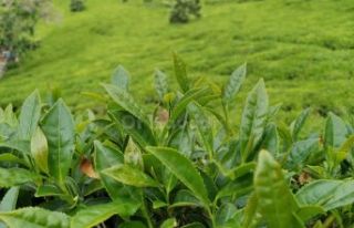 Yaş çay hasadı 17 Mayıs'ta başlayacak