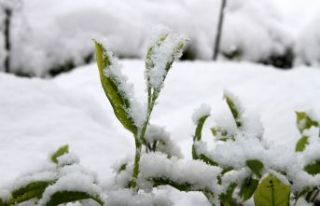 Kar, çayın kalitesi ve verimini artırıyor