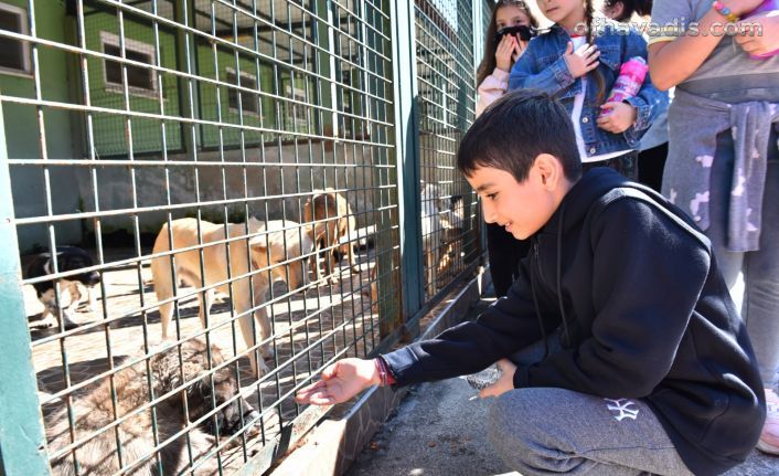 Büyükşehir Belediyesi 593 köpeği sahiplendirdi