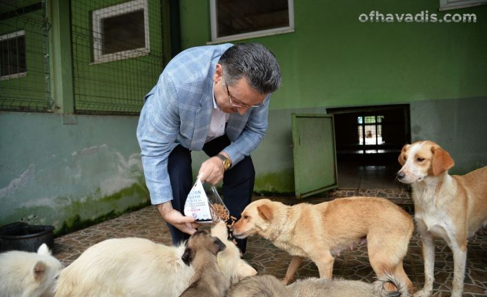 Büyükşehir Belediyesi 942 köpeği sahiplendirdi