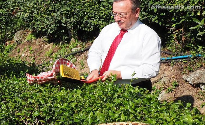 Çaykur 2025 yaş çay sezonunu açtı