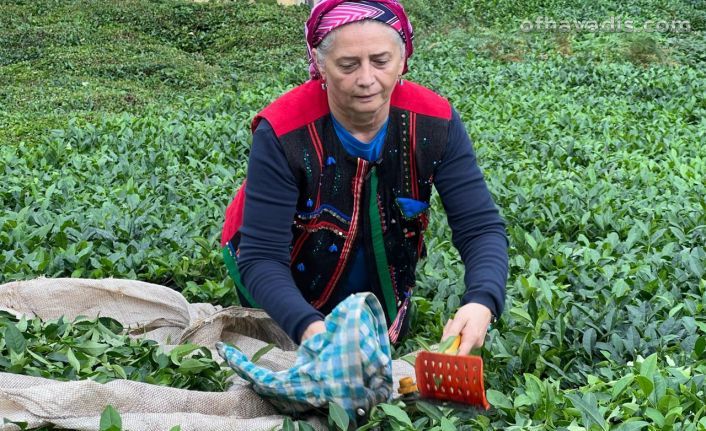 Çay üreticisinin alın teri, özel sektörün insafına bırakılamaz